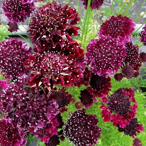 Scabiosa 'Summer Night' - Tähtpea 'Summer Night' P9/0,55L